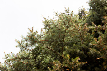 Crowns of tall pine trees above head in the forest against a blue sky © Armine