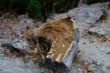 Old dead tree on the mountain 
