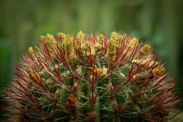This image showcases a detailed close-up of a cactus with striking red spines and delicate yellow flowers. The sharp focus highlights the intricate structure of the spines and blooms, making it a comp