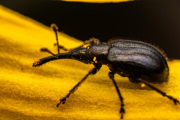 black beetle on a black background