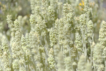Flora of Gran Canaria -  Sideritis dasygnaphala, white mountain tea of Gran Canaria, endemic, natural macro floral background