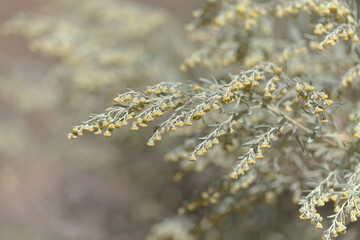 Flora of Gran Canaria - Artemisia thuscula, locally called Incense due to its highly aromatic properties, natural macro floral background
