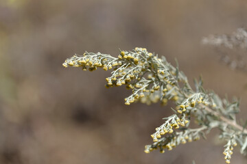 Flora of Gran Canaria - Artemisia thuscula, locally called Incense due to its highly aromatic properties, natural macro floral background
