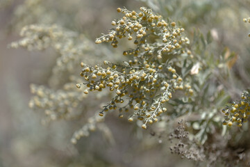 Fototapeta premium Flora of Gran Canaria - Artemisia thuscula, locally called Incense due to its highly aromatic properties, natural macro floral background 
