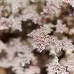 Flora of Gran Canaria - Polycarpaea nivea plant native to Canary Islands