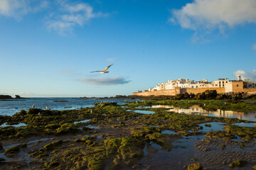 View of the Medina old town in Essaouira, Morocco glowing in golden light, low tide waters reveal...