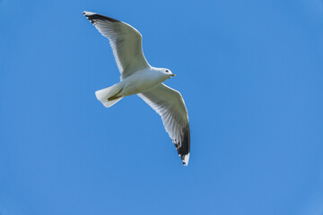 Common Gull in flight