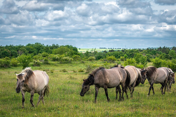 An idyllic image of horses grazing in a lush meadow, surrounded by bushes and a gentle landscape horizon under a cloudy sky