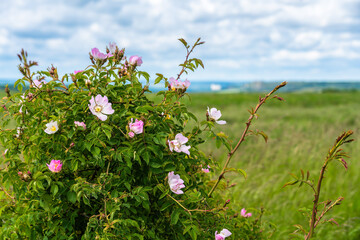 A flowering shrub with delicate pink wild roses against a backdrop of expansive green meadows under a dramatic, cloudy sky