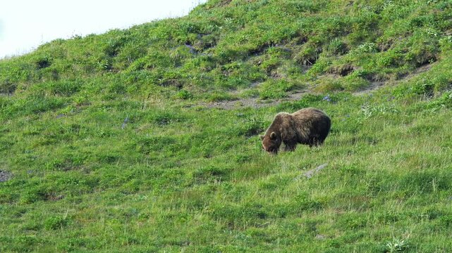 Grizzly bear on a hillside with lush greenery in daylight, captured in a natural style showing wildlife in its natural habitat.