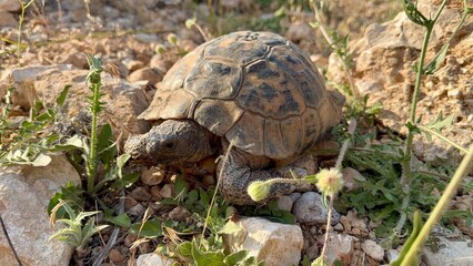 A turtle resting peacefully on green grass in natural daylight, capturing a calm moment in wildlife. Portrait of turtle.
