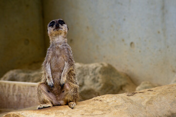遠くを見つめるミーアキャット ― 静かな憂いをたたえたまなざし｜Gazing into the Distance — A Meerkat with a Quiet Melancholy