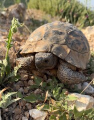 A turtle resting peacefully on green grass in natural daylight, capturing a calm moment in wildlife. Portrait of turtle.