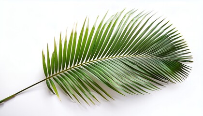 Obraz premium A vibrant green palm leaf against a clean white background, perfect for tropical and nature-themed designs.
