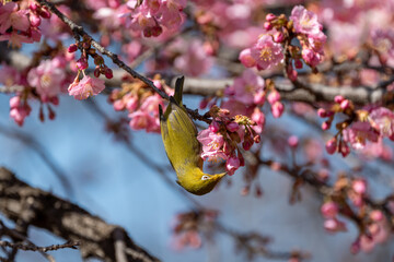 メジロと河津桜