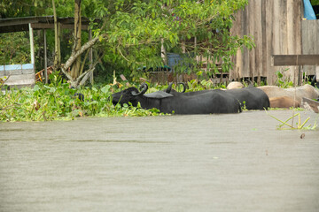 water buffalo in the amazon