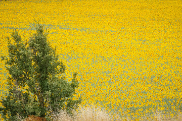 Sunflower fields in the Spanish countryside