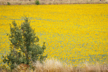 Sunflower fields in the Spanish countryside