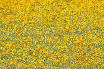 Sunflower fields in the Spanish countryside