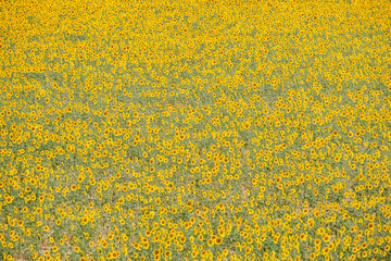 Sunflower fields in the Spanish countryside