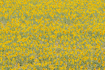 Sunflower fields in the Spanish countryside
