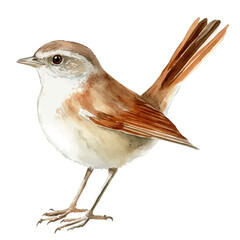 Nightingale, watercolor painting vector, isolated on a white background.