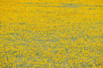 Sunflower fields in the Spanish countryside