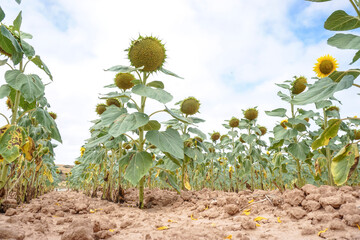 Sunflower fields in the Spanish countryside