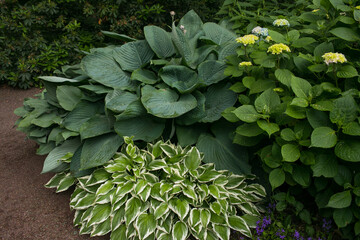 Fototapeta premium Hosta (lat. Hosta) in garden. Hosta - genus of perennial herbaceous plants of the family Green.