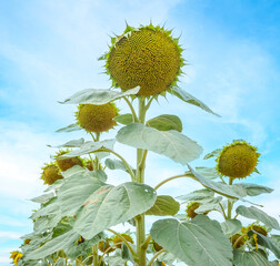 Sunflower fields in the Spanish countryside