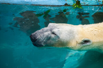 恍惚の表情のシロクマ｜Blissful Moment — Polar Bear in Ecstatic Relief