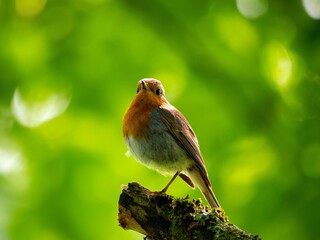 The robin is sitting on a branch on one leg.