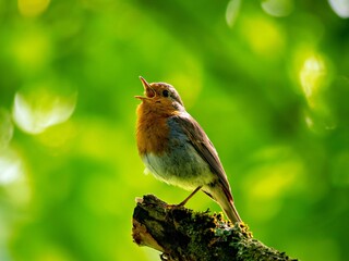 Robins chirping on a branch in the forest