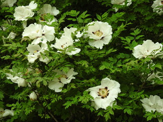 white tree peonies