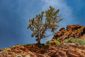 arbre perché