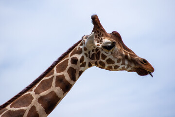舌を出すキリン｜A Playful Lick — Close-up Portrait of a Giraffe