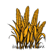 Cornfield Doodle illustration vector 2D flat, isolated on a white background.