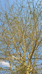 tree branches against blue sky