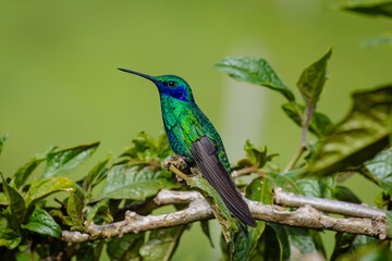 Detailed photograph of the Sparkling Violetear (Colibri coruscans), a South American hummingbird perched on a branch.
