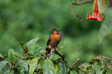 Detailed photography of the Shining Sunbeam (Aglaeactis cupripennis) a south american hummingbird perched on a branch.