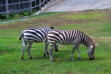 一心不乱に草を食べるシマウマ｜Focused Moment — A Zebra Grazing with All Its Heart
