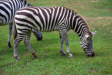 一心不乱に草を食べるシマウマ｜Focused Moment — A Zebra Grazing with All Its Heart