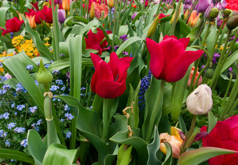 Naklejka premium cheerful and multicoloured meadow of many varieties of coloured flowers