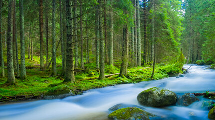 river rushing over a stones through the green fir forest, summer outdoor travel scene
