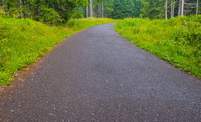 long asphalt road through the green forest
