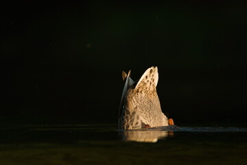 Anas Platyrhynchos aka wild or mallard duck is searching for food on the bottom of the river. Diving with the butt up. Funny animal photo.