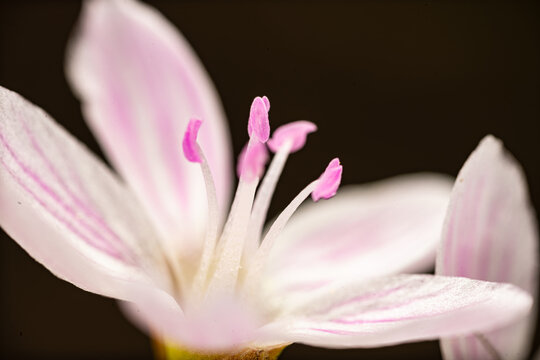 close up of pink flower