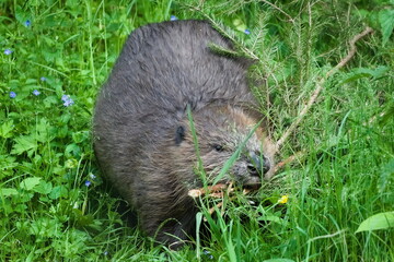 Castor fiber aka Eurasian or european Beaver is building beaver dam in his natural habitat. Nature of Czech repubic.