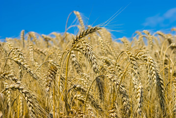 closeup summer  golden wheat field under a blue sky