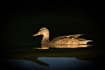 Anas Platyrhynchos aka wild or mallard duck female and her reflection on water surface. Isolated on dark black background.